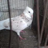 یک عدد کبوتر رنگی دورک