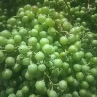 غوره انگور تازه