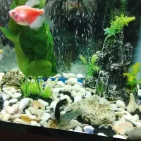 ماهی|ماهی|تهران, خلیج فارس|دیوار