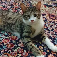 گربه رنگارنگ|گربه|تهران, پرواز|دیوار