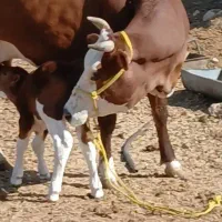 فروش ۲راس گاو زاییده باگوساله نر بسیار آروم