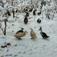 اردک|حیوانات مزرعه|تیران, |دیوار