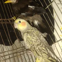 عروس هلندی و مینا.معاوضه با کبوتر