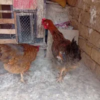 دوتا مرغ تخم گزار
