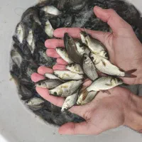 تکثیر امسال ((کپور و آمور)) اصلاح نژاد