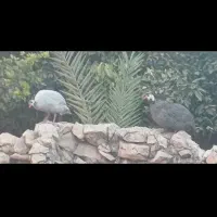 مرغ شاخدار|حیوانات مزرعه|کازرون, |دیوار