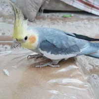 عروس هلندی نر سخنگو