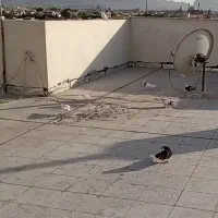 ۱۲ تا کبوتر پرشی درجه یک