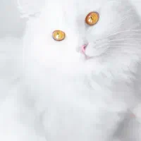 سلام یک پسر ناز و کاکول زری دارم میخام بفروشم