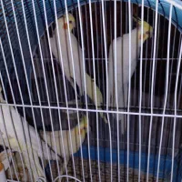 عروس هلنی مولد با دوعدد جوجه دوماهه