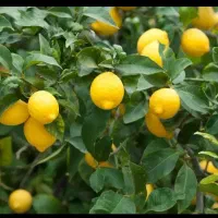 باغ-برقدار2هکتار