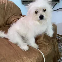 شیتزو مالتیز میکس 11 ماهه