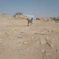 کره اسب|اسب و تجهیزات اسبسواری|کرمانشاه, |دیوار
