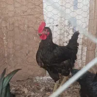 دو عدد خروس تیغ سیاه