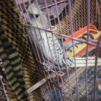 دوعدد عروس هلندی  نر و ماده فول دستی و فول سخنگو