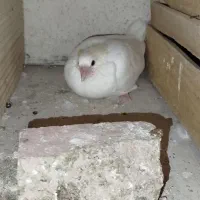 کفتر دم سیاه پرشی|پرنده|قرچک, میرزائی شمالی|دیوار