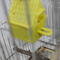 یک جفت فنچ بالغ|پرنده|گنبد کاووس, |دیوار