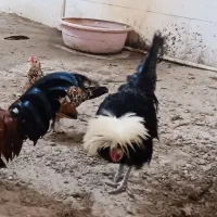 مرغ و خروس فروشی