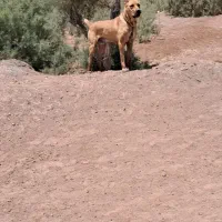 سگ نگهبان|سگ|سبزوار, رباط|دیوار
