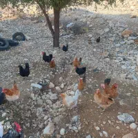 فروش مرغ محلی