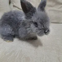 خیلی کوچک بامزه