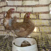 مرغ گلین