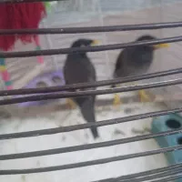 مرغ مینا نروم