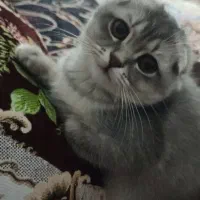 گربه|گربه|بندر ماهشهر, |دیوار