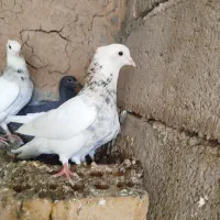چند کفتر فروشی