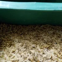 سبد میلورم و دستگاه تفت