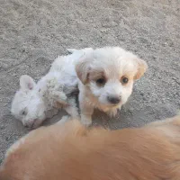 سگ اهلی|سگ|الیگودرز, |دیوار