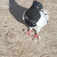 کله سیاه|پرنده|شیروان (خراسان), |دیوار