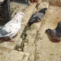 حدود 10 الی 15 تا پرنده تهرونی پرشی  دونه 150