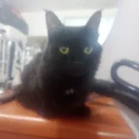 گربه پرشین و اسکاتیش