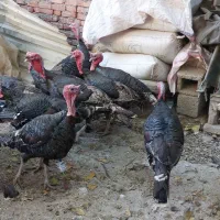 بوقلمون۲ساله سنگین|حیوانات مزرعه|سقز, |دیوار