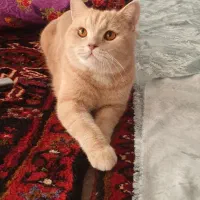 گربه بریتیش اسکاتیش|گربه|آذرشهر, |دیوار