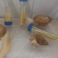 خاویارحلزون|خزنده|هشتگرد, شهرک بعثت|دیوار