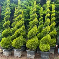 فروش کاج لاوسن پیچ درجه یک