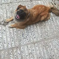 پاکوتاه نر یساله