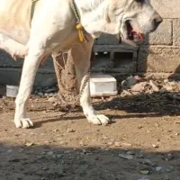 الابای خط خونی قویی دختر تانک الان فل آمده|سگ|انبارآلوم, |دیوار