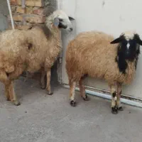 بره ماده سنگسری آبستن