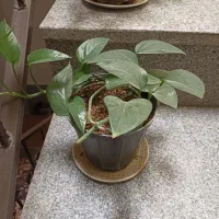 پتوس سبز