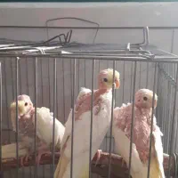 جوجه عروس هلندی کال