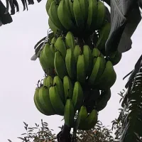 نهالموز سردسیری کاندوش پرحاصل|گل و گیاه طبیعی|اندیشه, اندیشه فاز ۴|دیوار