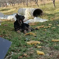 توله 9. ماه سرابی قیمت 5 ملیون|سگ|اهر, |دیوار