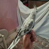 عروس ایزابلا نر