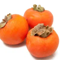 نهال فروشی به قیمت عمده|خدمات باغبانی و درختکاری|شیراز, آبزنگی|دیوار