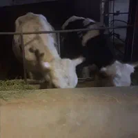 گوساله|حیوانات مزرعه|شهرکرد, |دیوار