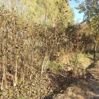 نهال گردوی کاغذی|خدمات باغبانی و درختکاری|سراب, |دیوار