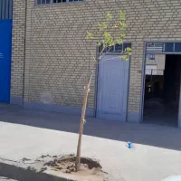 اجاره صنوف آلاینده